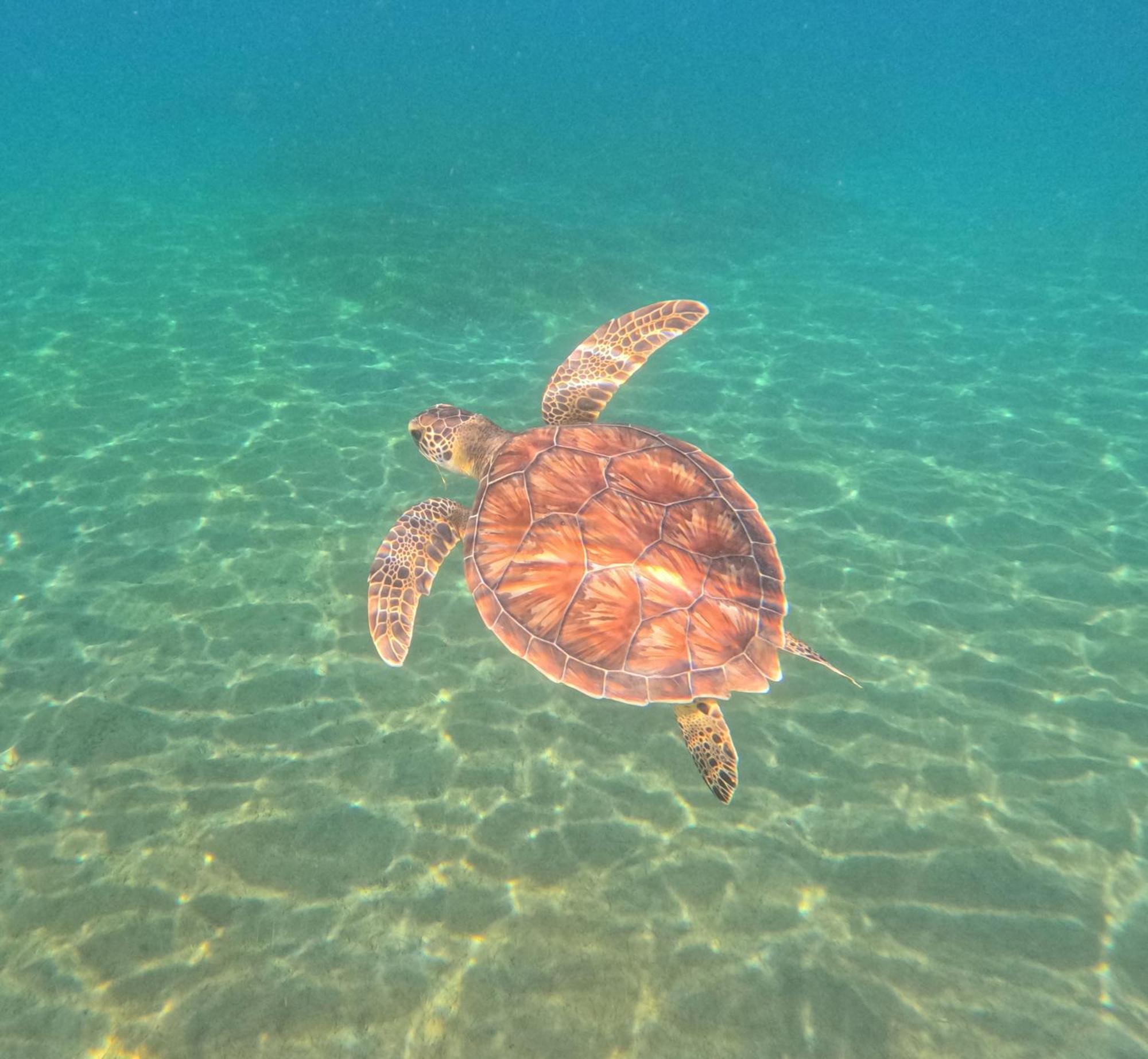 La Plage Martinique Schoelcher Dış mekan fotoğraf